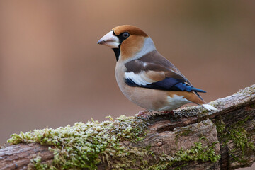 Wall Mural - The hawfinch ,,Coccothraustes coccothraustes,, in its natural environment, Danubian wetland forest, Slovakia