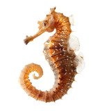Fototapeta  - seahorse isolated on white background