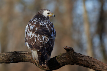 Wall Mural - Common buzzard,, butoe buteo,, in its natural environment, Danubian wetland, Slovakia