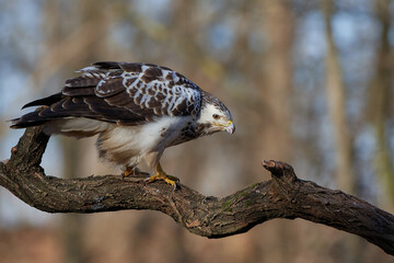 Wall Mural - Common buzzard,, butoe buteo,, in its natural environment, Danubian wetland, Slovakia