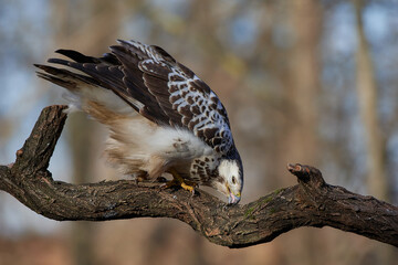 Wall Mural - Common buzzard,, butoe buteo,, in its natural environment, Danubian wetland, Slovakia