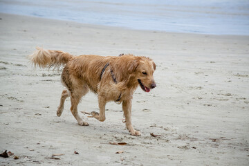 Na praia golden retriever é uma raça canina do tipo retriever originária da Grã-bretanha, e foi desenvolvida para a caça de aves aquáticas.
