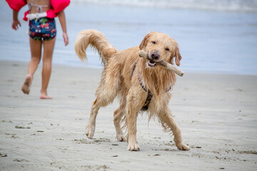 Na praia golden retriever é uma raça canina do tipo retriever originária da Grã-bretanha, e foi desenvolvida para a caça de aves aquáticas.
