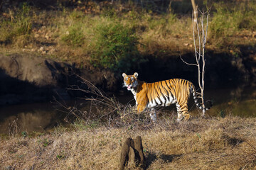 Canvas Print - The Bengal tiger (Panthera tigris tigris) in a typical environment of the South Indian jungle. A young tigress at the edge of the forest by a hollow with water.