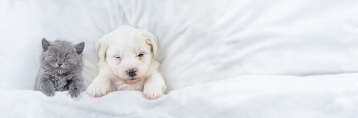 Aufkleber - Tiny Bichon Frise puppy and tiny kitten sleep together under  white blanket on a bed at home. Top down view. Empty space for text