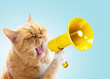 Funny red cat holds a yellow loudspeaker in its paws and screams on a blue background, a creative idea. Business and management, concept. Increase traffic, advertising and attention