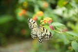 Fototapeta Krajobraz - A Monarch butterfly shot from close up sitting on flowers with a bright diffuse background.