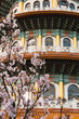 Spring concept_Dolly of Pink sakura flower at Tian Yuan temple, Taipei, Taiwan