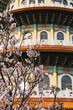 Sakura cherry blossom at Tianyuan temple, Taipei, Taiwan