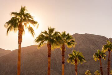 Palm trees and desert mountain at sunset in Palm Springs, California