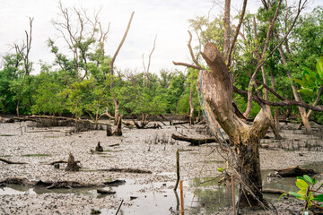 Wall Mural - Green mangrove forest at low tide. Mangrove trees capture CO2. Net zero emissions. Blue carbon ecosystems. Mangrove ecosystem. Natural carbon sinks. Mangroves absorb carbon dioxide emissions. Coastal.