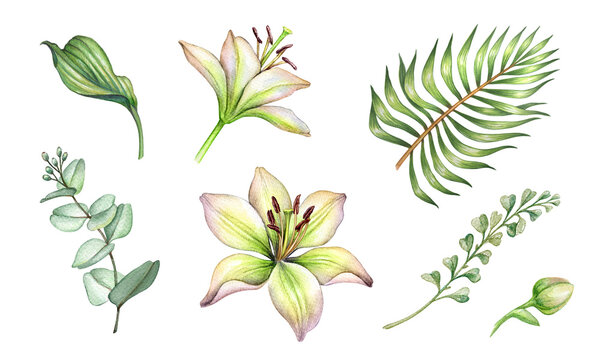 Wall Mural -  - watercolor lily flowers and green leaves. Botanical design elements set, bohemian floral clip art collection, isolated on white background