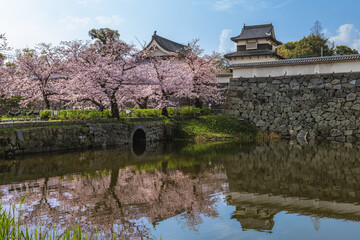 Wall Mural - Fukuoka castle with cherry blossom in Fukuoka, Kyushu, Japan