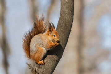 Wall Mural - selective image of red squirrels eating nut on wooden stump