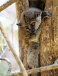 Playful nocturnal lemur, Ankarana Special Reserve, Madagascar