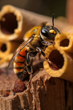 Close Up Of A Wildbee At An Insect Hotel. Generative Ai