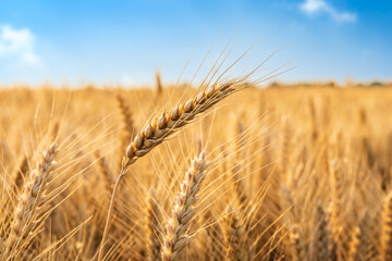 Wall Mural - Ripe wheat ears natural background in farmland