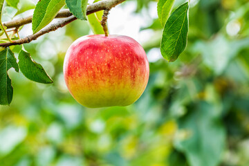 Wall Mural - A fresh apple grow on the tree in the orchard