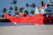 Landscape Of Sea Bird, Palm Trees And Big Red Boat.