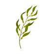© Buch&Bee - Underwater plant growing in deep sea waters, aquatic environment flora. Vector gorgonian aquarium seaweed, plant with berries and green leaves