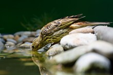 Juvenile Yellowhammer (Emberiza Citrinella) Drinks Water From A Bird's Water Hole. Czechia.
