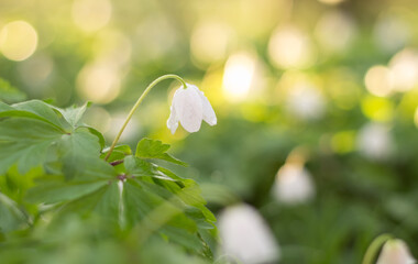 Canvas Print - anemones in the spring forest