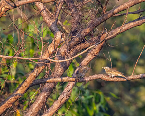 Wall Mural - A pair of Olive backed pipit on a tree