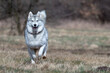 Siberian husky dog in motion. Winter, day, no people, outdoor.