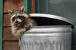 Raccoon (Procyon lotor) Mouth Full of Marshmallow in Trash Can Autumn