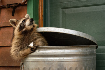 Wall Mural - raccoon (procyon lotor) looks up while holding marshmallow in trash can autumn