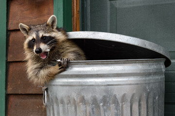 Wall Mural - Raccoon (Procyon lotor) Mouth Full of Marshmallow in Trash Can Autumn