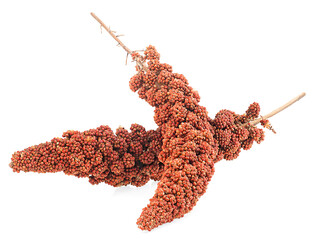 Wall Mural - Italian millet. Twigs of red millet seeds isolated on a white background. Healthy food for diabetes persons.