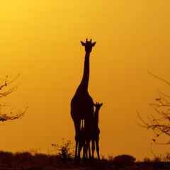 Poster - Giraffe mother and baby. Silhouette of a mother giraffe with her calf at sunrise in Mashatu Game Reserve in the Tuli Block in Botswana      