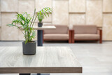 Fototapeta Konie - Modern hotel lounge with high tables, sofas and indoor plants.