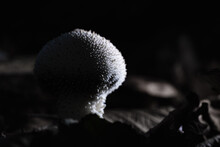 Black And White Common Puffball (Lycoperdon Perlatum) Close Up