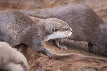 Wall Mural - Asian short clawed otter (Aonyx cinereus) running to one side