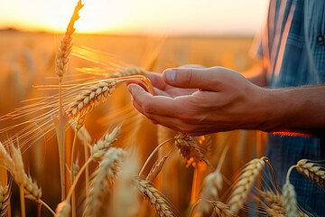 A man holds golden ears of wheat against the background of a ripening field. Farmer's hands close-up. The concept of planting and harvesting a rich harvest.