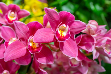 Poster - orchid cymbidium in the glasshouse close up