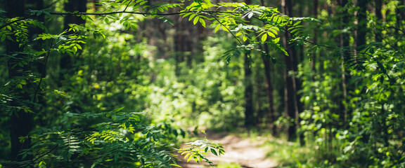 beautiful branch with vivid green leaves on sunny bokeh background of greenery. scenic forest view w