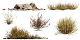 Fototapeta Natura - desert collection, dry plants and rocks set, isolated on transparent background