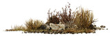 Fototapeta  - desert scene cutout, dry plants with rocks isolated on transparent background banner