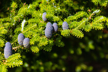 Small Young Blue Cones Growing Upwards On Korean Fir On A Sunny Day