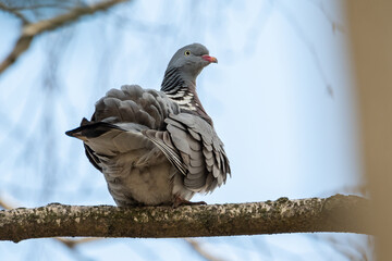 big wood pigeon