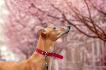 Profile Portrait Of The Borzoi Dog Looking To The Pink Cherry Blossom