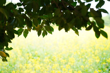 4月の航空公園で咲く色とりどりの花　