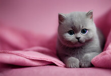 Small Cute Baby British Shorthair Kitten Is Lying On Pink Blanket, Generative AI