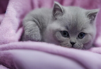 Wall Mural - small cute baby British Shorthair kitten is lying on pink blanket, generative AI