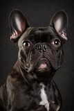 Fototapeta Psy - french bulldog on black background