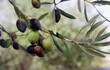 olives fruit hanging on green branch