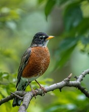 Vertical Closeup Shot Of An American Robin Perched On A Wooden Tree Branch